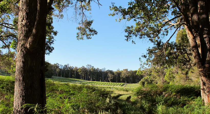 Talisman Wines Vineyard